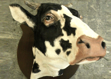Cow head detail